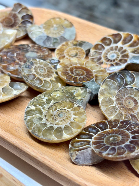 Tiny Ammonite Fossil