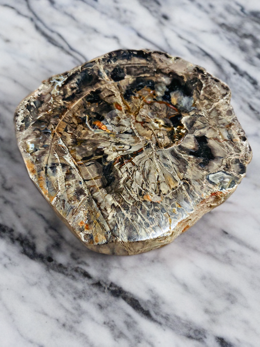 Petrified Wood Slab